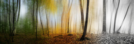 Beautiful morning scene in the forest, wood panorama changing seasons.