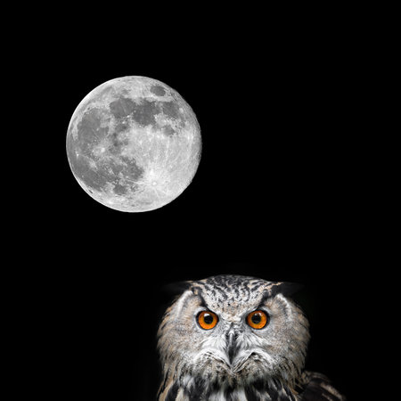 Owls Portrait. Owl and moon.