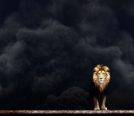 Portrait of a Beautiful lion, lion in the dark smoke.の写真素材