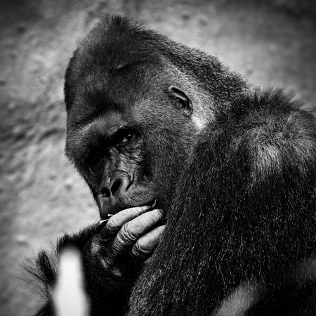 Portrait of a gorilla male, severe silverback, on light brown blur background. Grave look of the great ape, the most dangerous and biggest monkey of the world. The chief of a gorilla family. APE.の写真素材