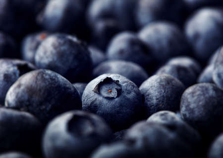 Freshly picked blueberries. Wild berry, Healthy food.の写真素材