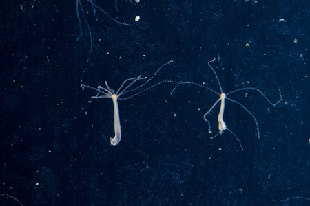 Hydra vulgaris dark field. Underwater microcosm, Hydra feed.の写真素材