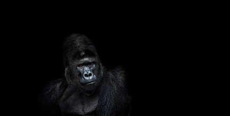 Portrait of a male gorilla on a black background, severe silverback, Grave look of the great ape, the most dangerous and biggest monkey of the world. The chief of a gorilla family. APE.の写真素材