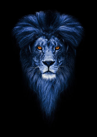 Portrait of a Beautiful lion, lion in dark.の写真素材