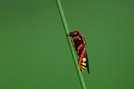 Wasp on the stem. macro photography insect.の写真素材