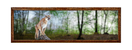 Cougar in a summer forest, mountain lion, puma. Framework in antique style. Vintage picture frame.