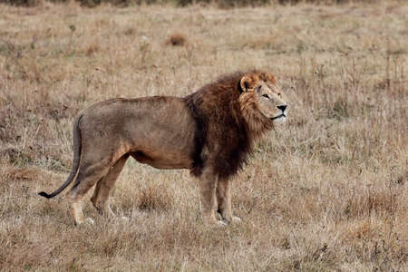 Beautiful Lion Caesar in the savanna. scorched grass. Portrait of a big catの写真素材