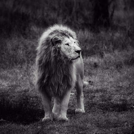 Beautiful White Lion. Caesar in the savanna. scorched grass. Portrait of a big catの写真素材