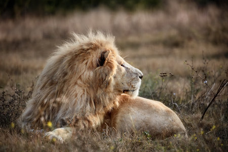 Beautiful White Lion. Caesar in the savanna. scorched grass. Portrait of a big catの写真素材