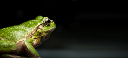Tree frog (Hyla arborea). amazing reptile