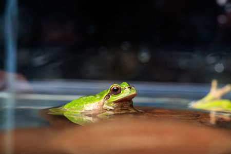 Tree frog (Hyla arborea). amazing reptile