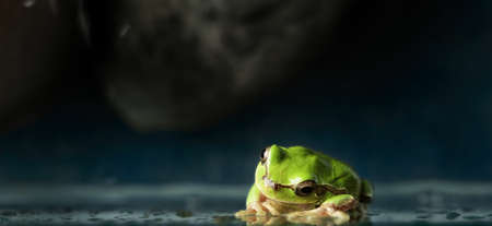Tree frog (Hyla arborea). amazing reptileの写真素材