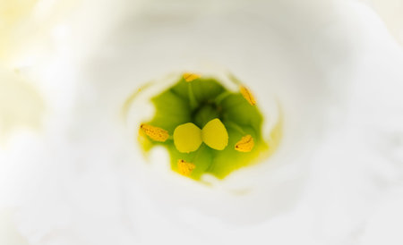 Inside the flower, pistils and stamens.の写真素材