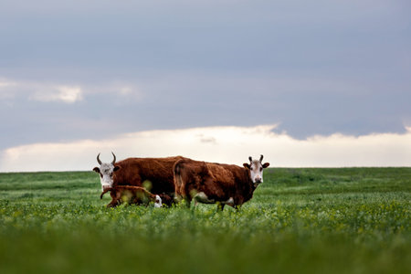Cow and calf in a meadow, grazing.の写真素材