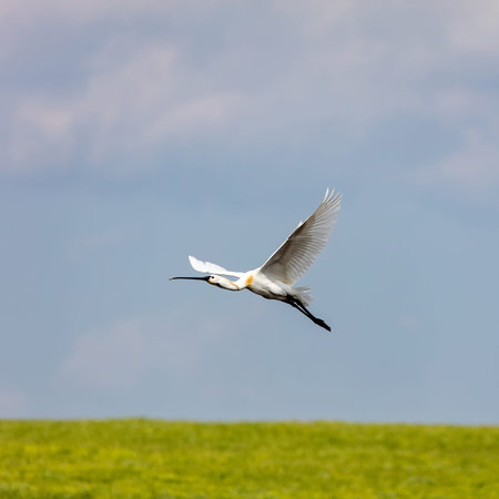 Eurasian spoonbill in flight. animal in wild habitatの写真素材