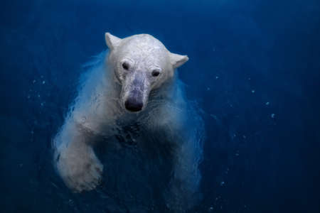 Swimming polar bear, white bear in water.の写真素材
