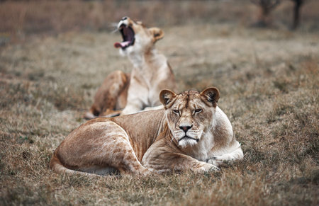 Lioness female (Panthera leo). lioness in the savanna.の写真素材
