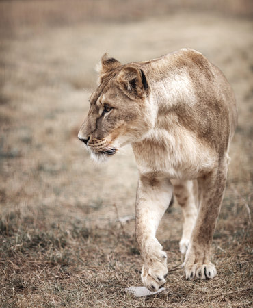 Lioness female (Panthera leo) profile view. lioness in the savanna.の写真素材