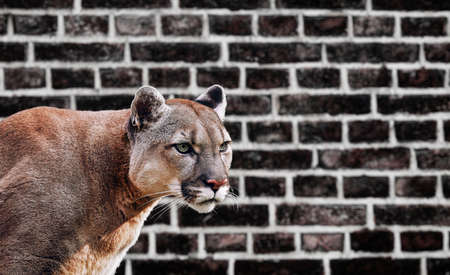 Portrait of a cougar, mountain lion, puma, panther, on brick wall backgroundの写真素材