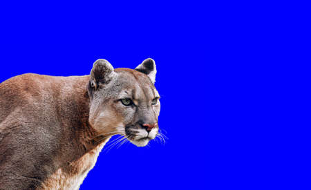 Portrait of Beautiful Puma. Cougar, mountain lion, isolated on blue backgroundsの写真素材