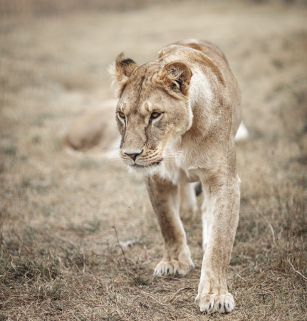Lioness female (Panthera leo). lioness in the savanna.の写真素材