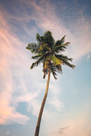 Sunny day under a palm tree. Palm tree on sky background.の写真素材