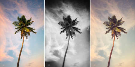 Palm tree on sky background.の写真素材