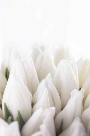 White tulips. a bouquet of flowers.の写真素材