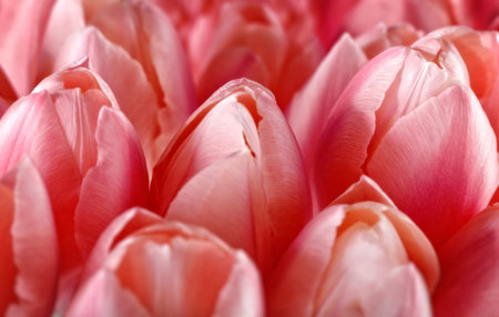 Tulip. Beautiful tulips colorful flowers bouquet