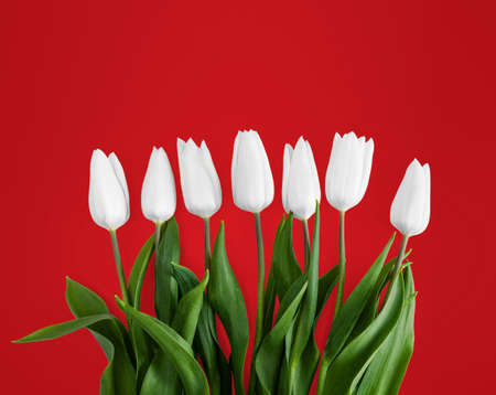 White tulips on red background.の写真素材