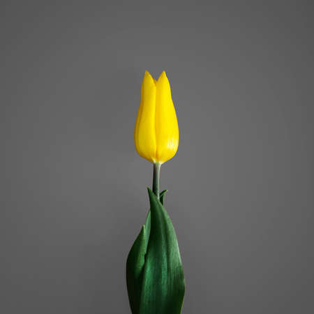 Yellow tulips on Gray background.の写真素材