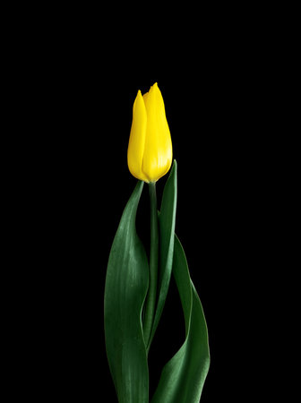 Yellow Tulip. flower on black background.の写真素材