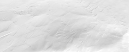 Texture of a white feathers. Abstract backgroundの写真素材