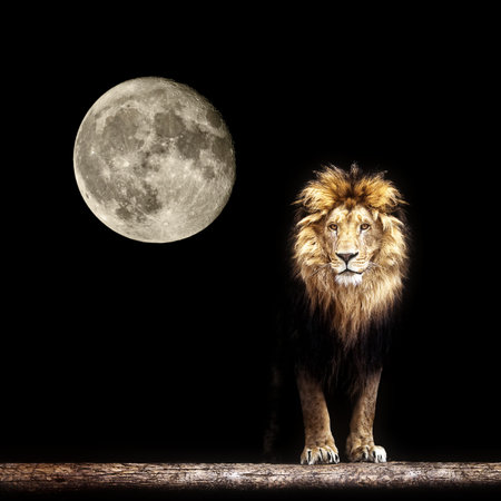 Portrait of a Beautiful lion, lion in the dark and moon.の写真素材