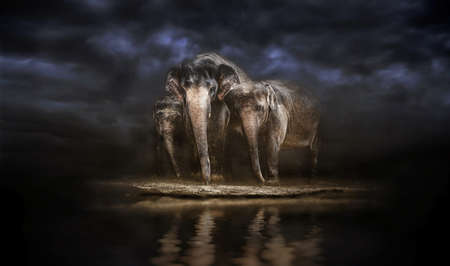 Group of elephants at the watering. Elephant family. storm in the savannahの写真素材