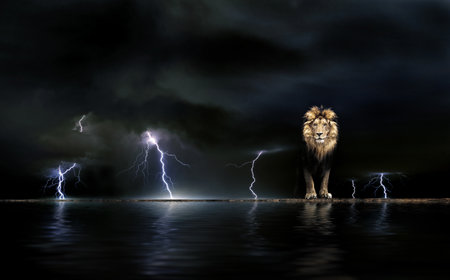 Thunderstorm Portrait of a Beautiful lion, lion in the darkの写真素材