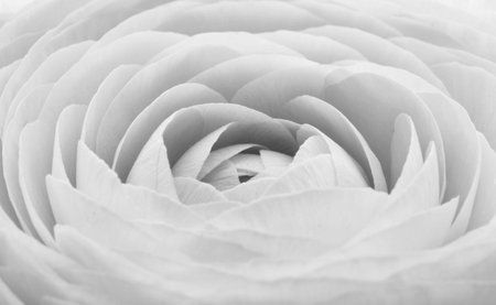 Beautiful ranunculus for background, beautiful spring flower, vintage floral pattern, macro