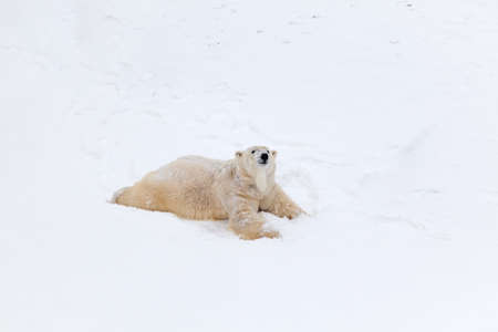 Polar bear on snowの写真素材