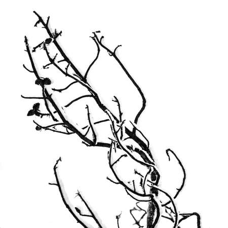 tree branchの写真素材