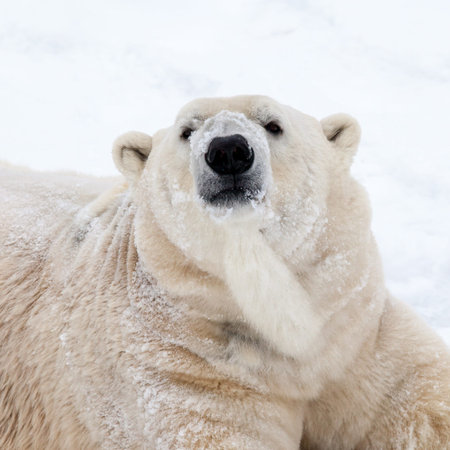 Polar bear on snowの写真素材