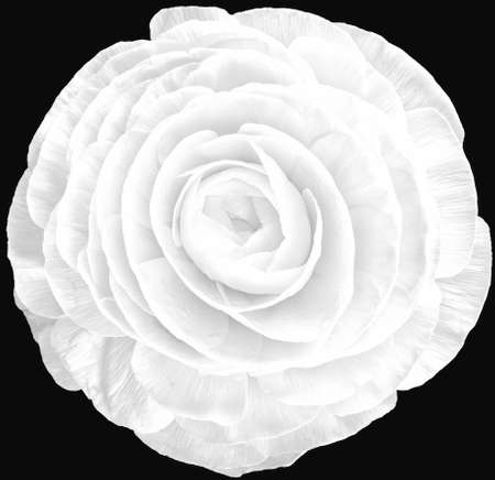 Peony bud on black backgroundの写真素材