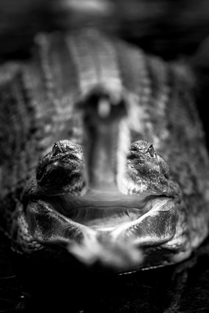 close-up wild Gavial with open jaws