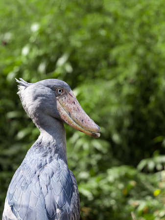 Shoebill, Abu Markub (Balaeniceps rex), is a very large stork-like bird, oldest species of birdsの写真素材
