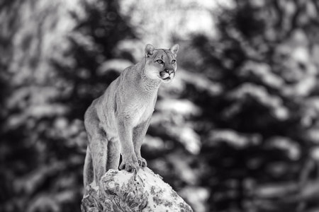 Portrait of a cougar, mountain lion, puma, panther, striking a pose on a fallen tree, Winter scene...