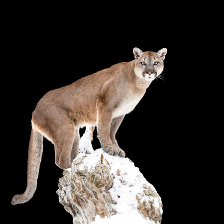 Puma, cougar isolated on black backgroundの写真素材