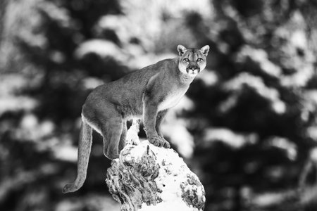 Portrait of a cougar, mountain lion, puma, panther, striking a pose on a fallen tree, Winter scene...