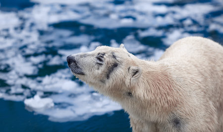 Polar bear on an ice floe, portrait of a polar bearの写真素材