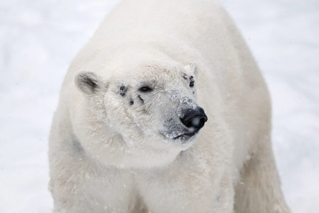 polar bear on snowの写真素材
