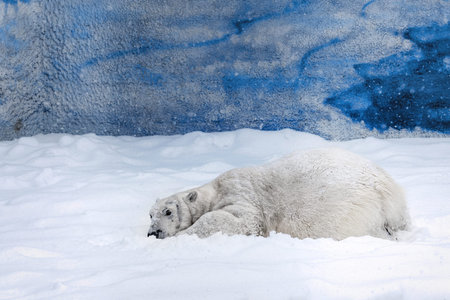 polar bear on snowの写真素材