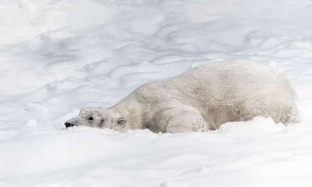 polar bear on snowの写真素材